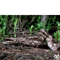 گونه شبگرد معمولی European Nightjar